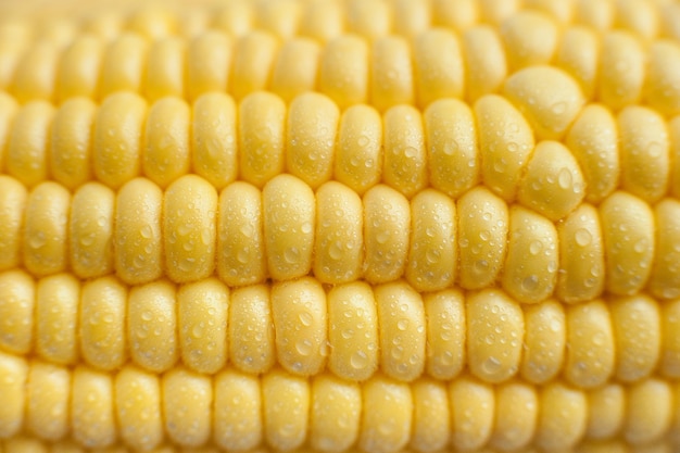 Sweet corn background