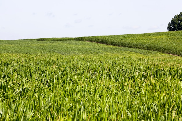 sweet corn cultivation