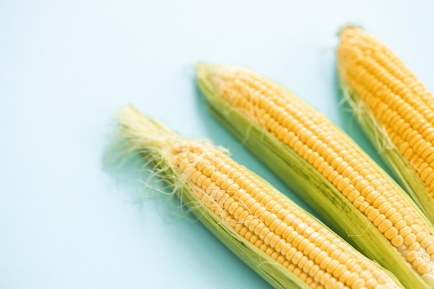 Sweet corn ears isolated on blue background