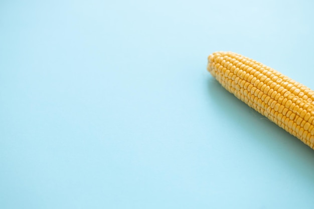 Sweet corn ears isolated on blue background