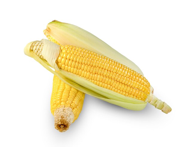 sweet corn isolated on white background