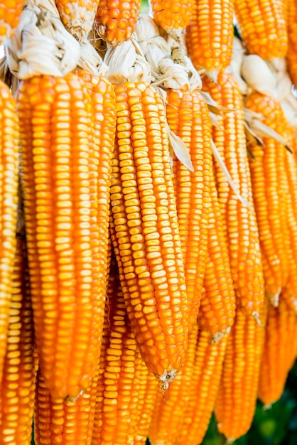 sweet corn for natural background