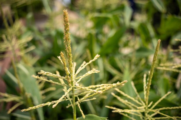 sweet corn plant crop growing on a farm in australia in summer