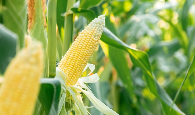 Sweet corn seeds and green leaves at Corn fieldwaiting for harvest