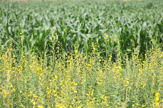 Sweet corn and sunn hemp flowers field