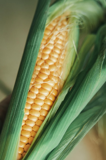 신선하고 맛있는 옥수수 속 건강한 재료를 손에 들고 녹색 잎 옥수수가 있는 달콤한 옥수수