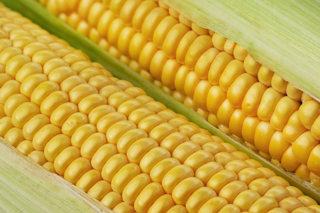 Sweet corncob background Corn ears texture closeup Macrophotography of corn