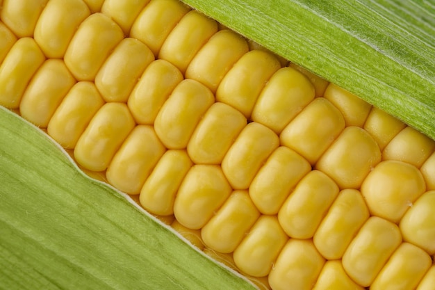 Sweet corncob background Corn ears texture closeup Macrophotography of corn