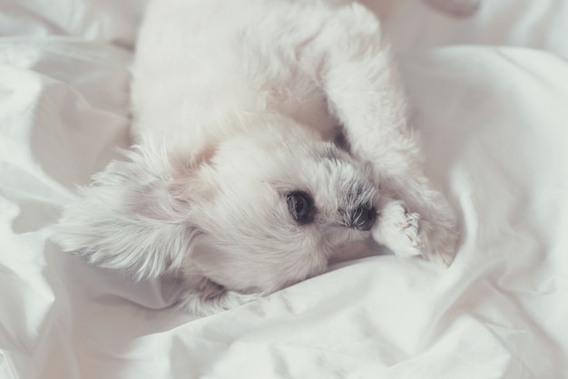 Shih-Tzu、Pomeranian、プードルの睡眠と甘い犬の混合品種は、ベッドの上に横たわっています