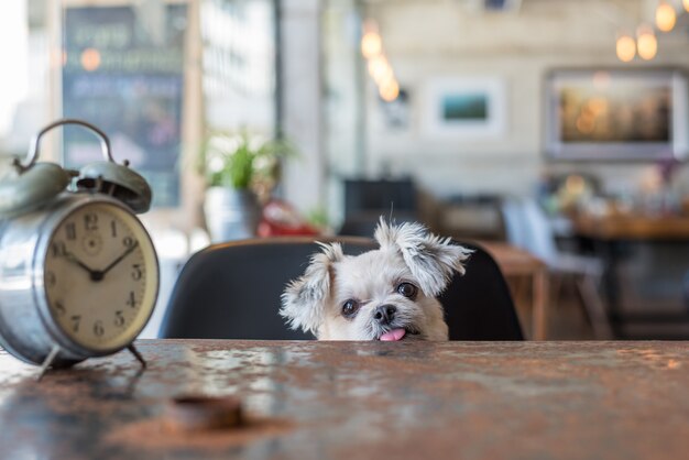 Sweet dog so cute mixed breed with Shih-Tzu, Pomeranian and Poodle looking something