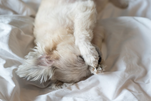 Photo sweet dog so cute mixed breed with shih-tzu, pomeranian and poodle sleep lies on a bed