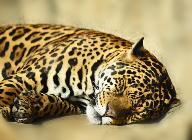 The sweet dream of a serene jaguar in the bright sun