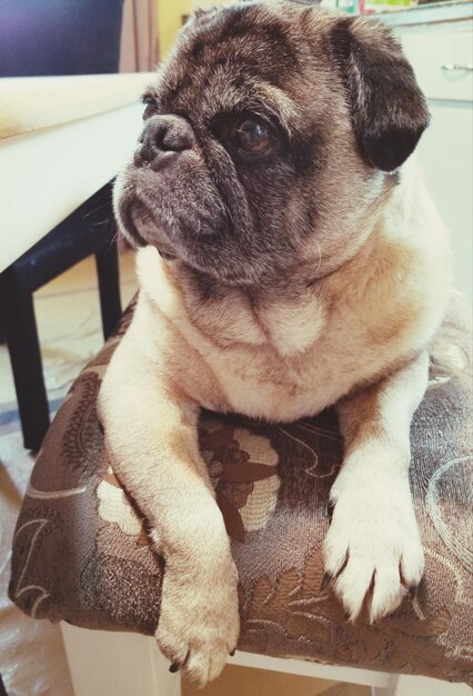 Sweet fawn pug eyes