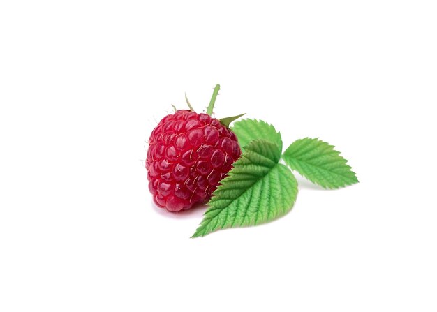 Sweet and fresh raspberry with spiky spine and young leaves with sun shade. Summer seasonal plant.