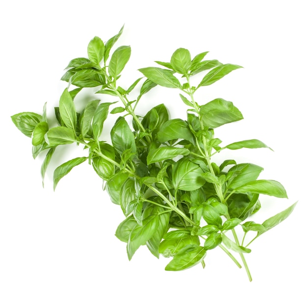 Sweet Genovese basil branch isolated on white background Flat Top view