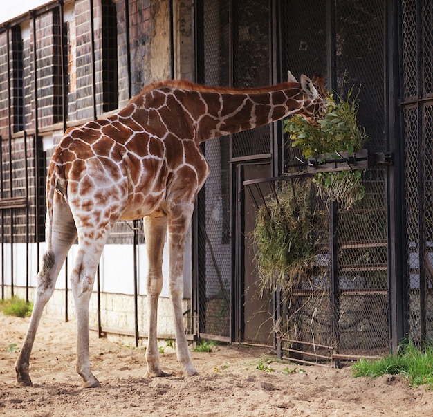 Dolce giraffa allo zoo