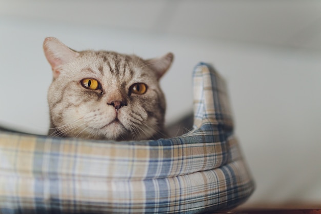 Sweet golden cat lying on the couch and looking away.