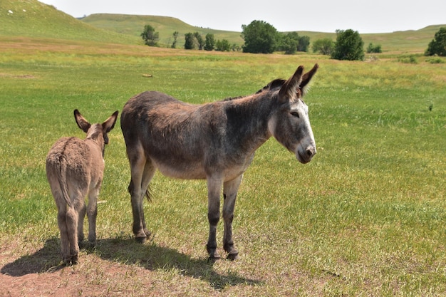 Sweet gray and brown donkeys standing together in a family pair