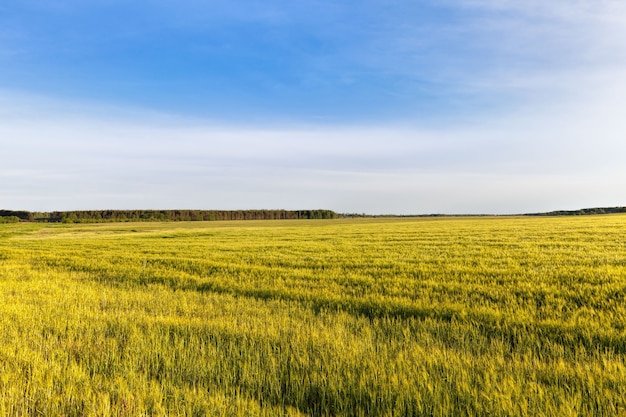 Photo sweet green unripe cereals in the field in the summer, harvest cereals and grains to feed people and livestock on farms