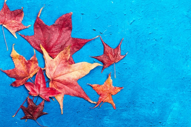 Фото Листья сладкой резинки изолированы на текстурированном синем фоне