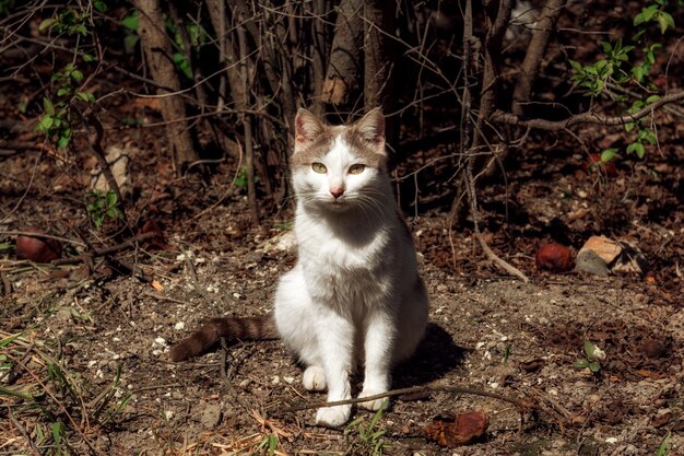 Sweet home cat in garden