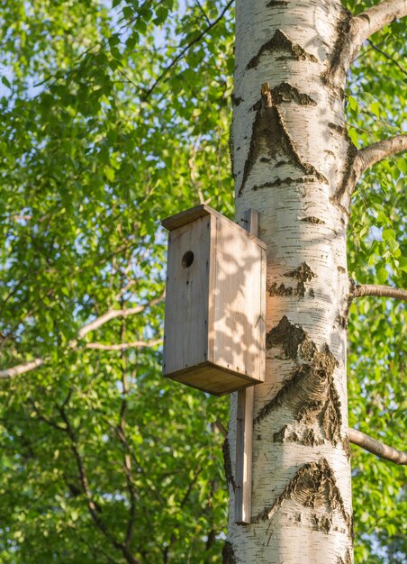 Sweet Home A closeup view of a birdhouse on a birch tree in summertime