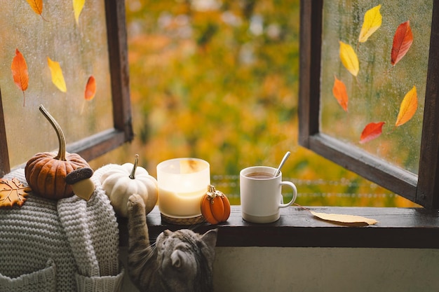 Sweet Home Still life details in home on a wooden window Sweater candle hot tea and autumn decor Autumn home decor Cozy fall mood Thanksgiving Halloween Cozy autumn or winter concept