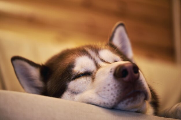 Sweet husky dog sleeps on the couch