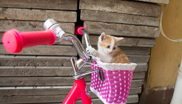 自転車のかごの中の甘い子猫