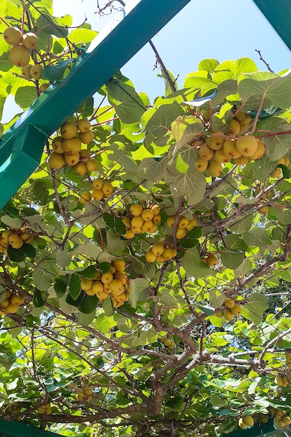 Sweet kiwi fruit on big kiwi tree