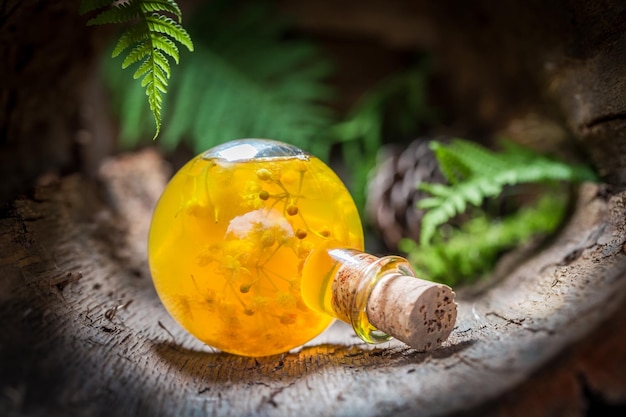 Sweet liqueur made of honey and linden in forest