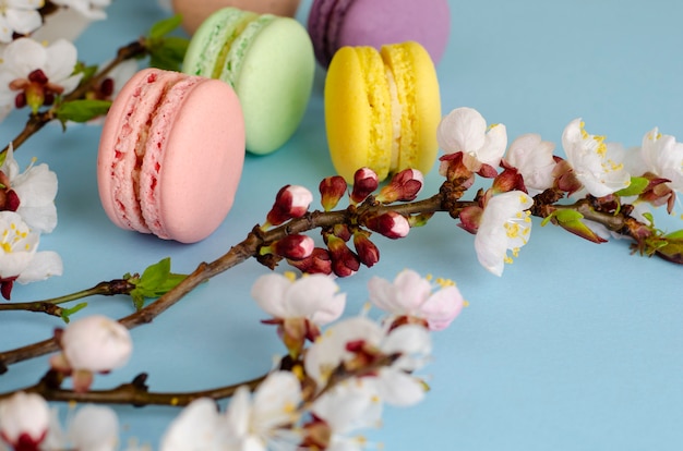 Sweet macarons or macaroons decorated with blooming apricot flowers on pastel blue 