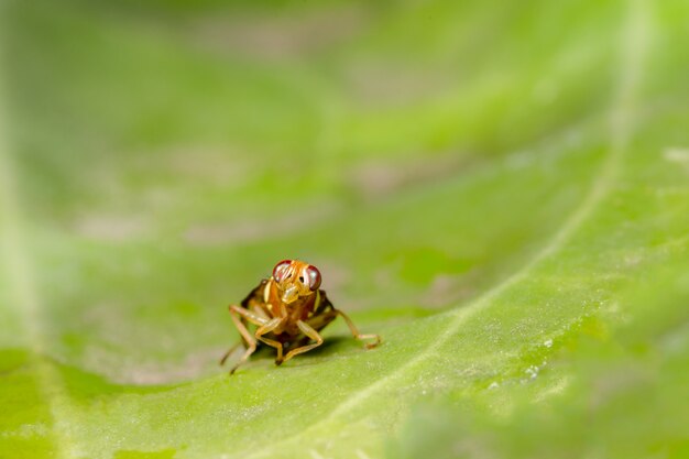 甘い雄の昆虫の接写葉diptera