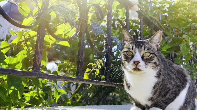 甘い哺乳類動物ペットかわいい猫の写真