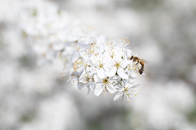 스위트 넥타 과일 나무 꽃에서 꽃가루를 모으는 꿀벌