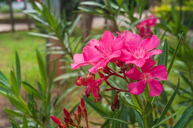  Sweet Oleander tree with flower head