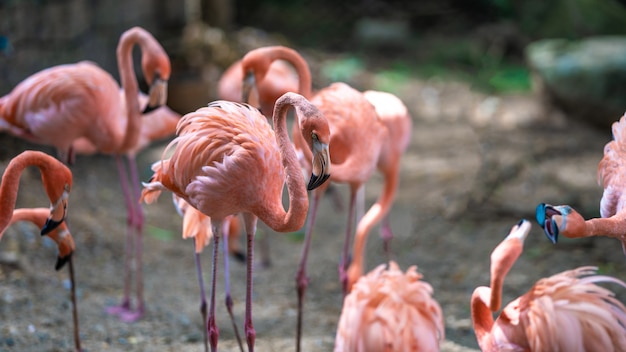 Sweet Pastel Pink Flamingo 