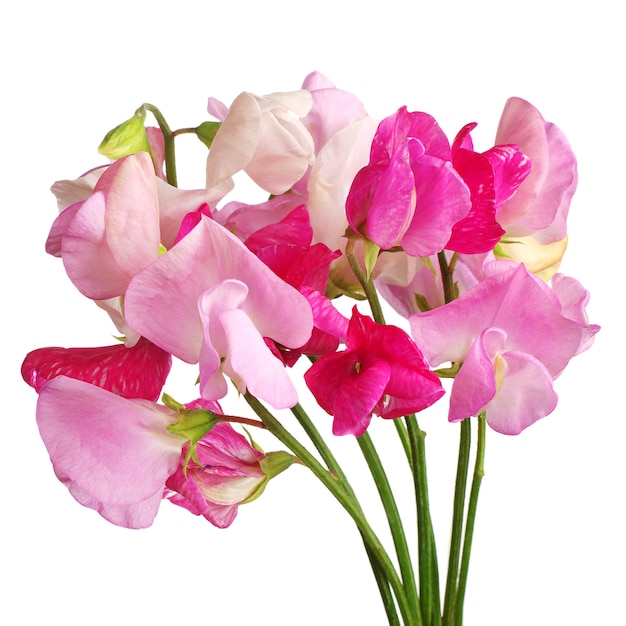 Sweet pea flowers isolated on white background