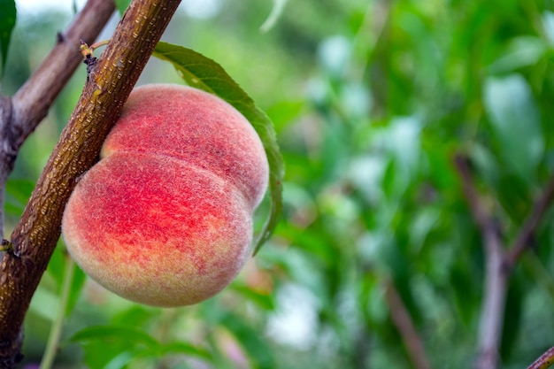 Sweet peach fruits growing on a peach tree branch