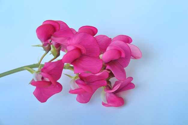 Sweet peas on a blue background