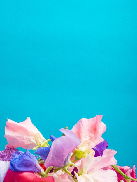 Sweet peas flowers on blue background free space for text
