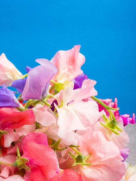 Sweet peas flowers on blue background free space for text