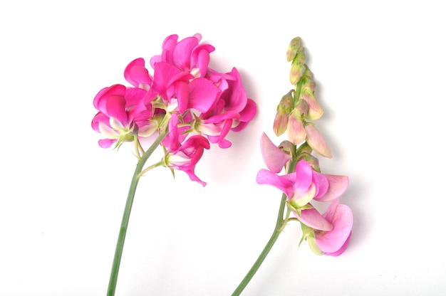 Sweet peas on a white background