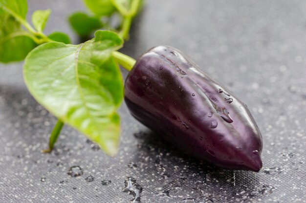 Sweet pepper of black color on a gray background