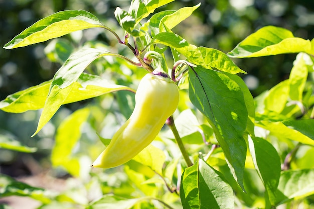 Sweet pepper on a Bush, close-up, harvesting, environmentally friendly product