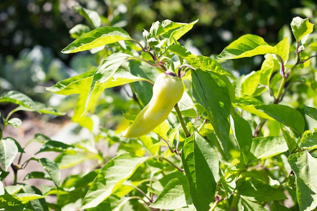 Sweet pepper on a Bush, close-up, harvesting, environmentally friendly product
