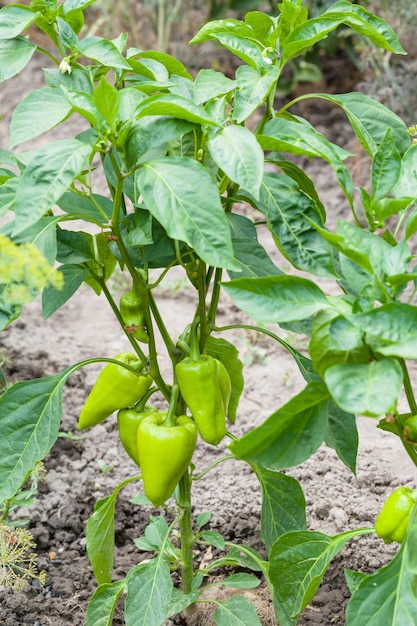 Sweet pepper bush in garden in summer