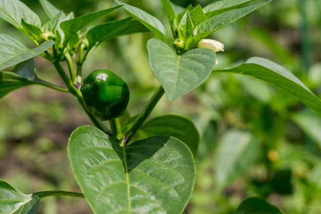 Sweet Pepper Growing