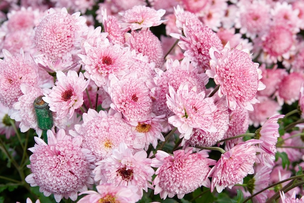 Sweet pink chrysanthemums