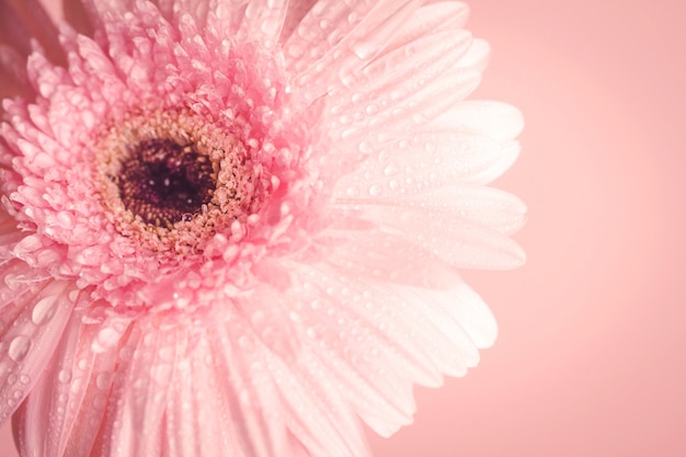 Dolce fiore rosa gerbera con gocce d'acqua, momento romantico e fresco